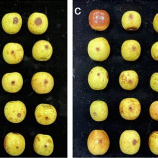 Quality analysis and pectin characteristics of winter jujube 